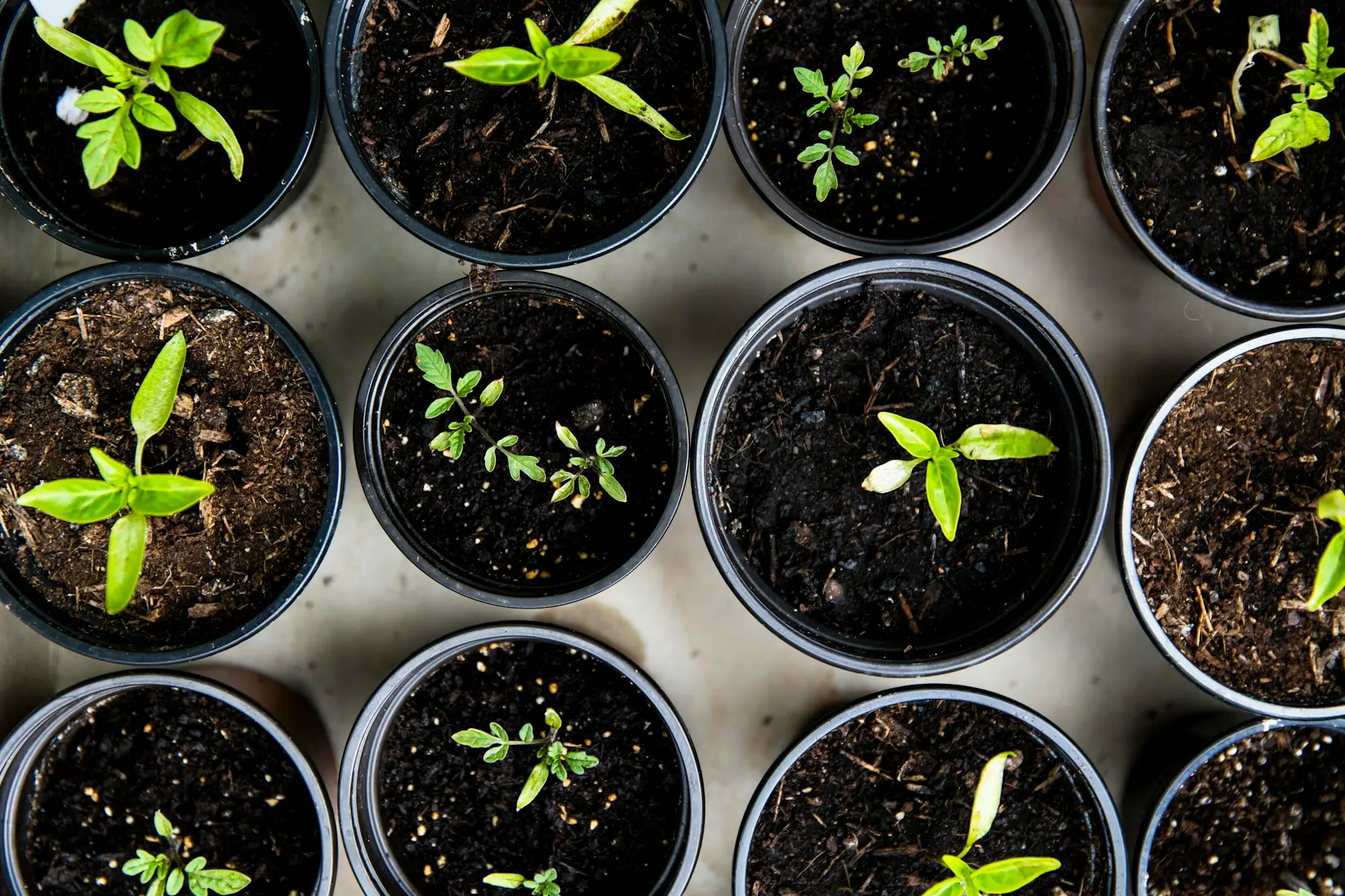 Benches of seedlings and potted plants under shade cloth at a garden centre