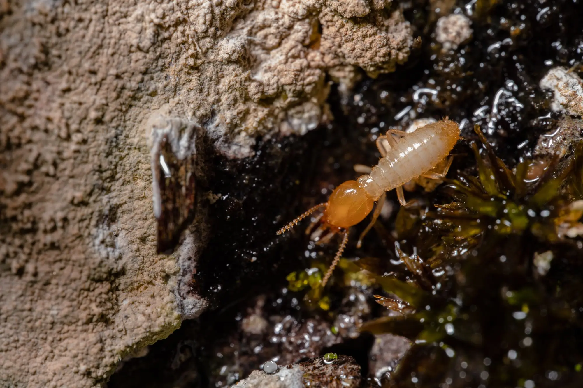 Close-up of a termite on damp timber, the kind of timber pest work that underpins a pest control business