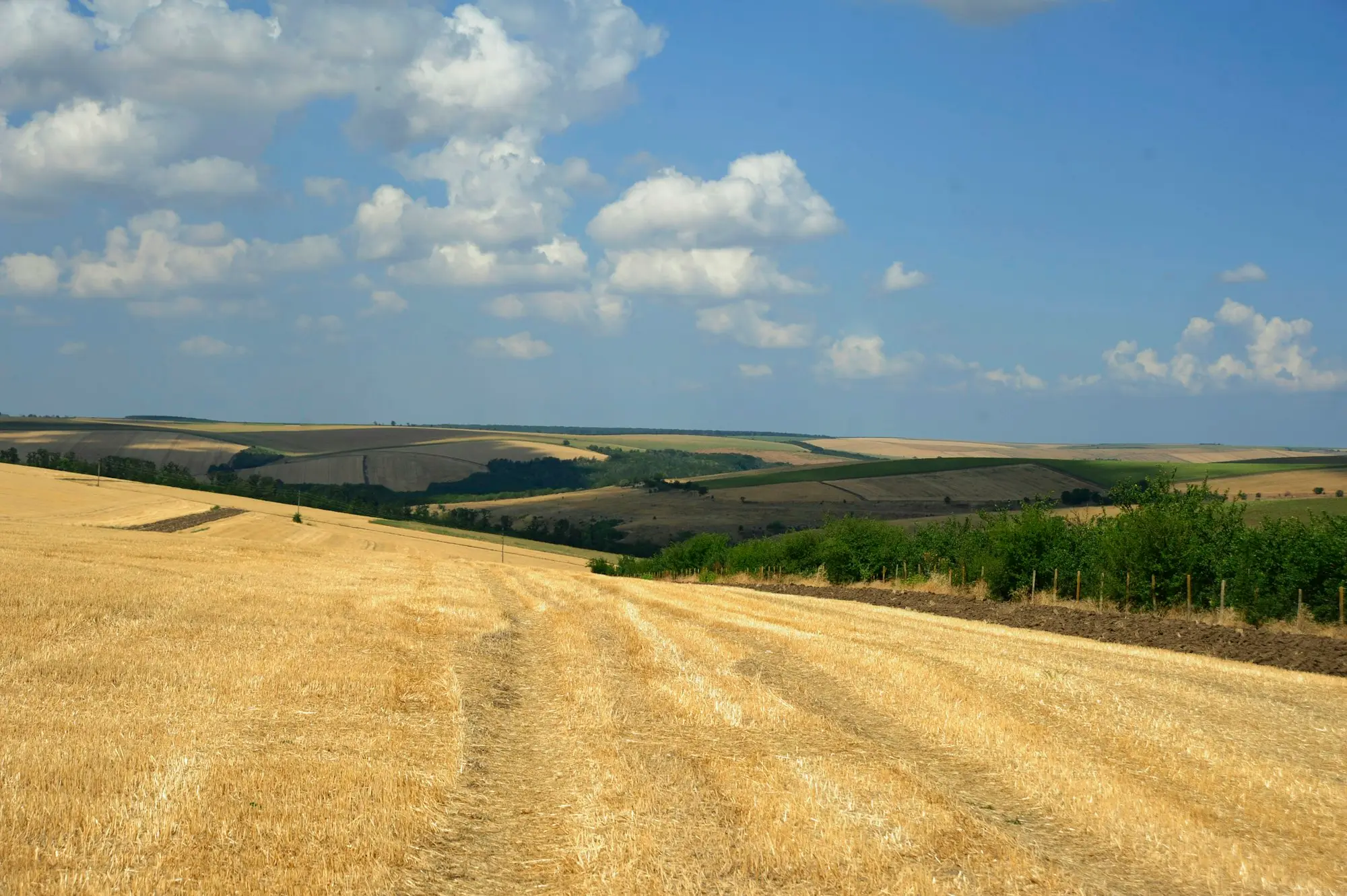 Header parked beside a thin, dry crop after a poor season, when a seasonal machinery repayment falls due